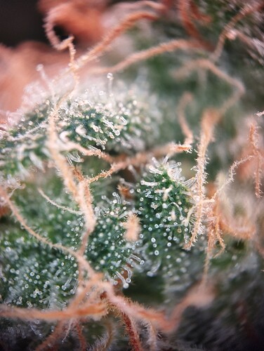 IMG_20250306_203746 - Kopie