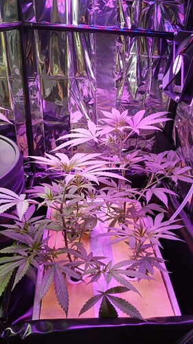 Growreport Bild 17