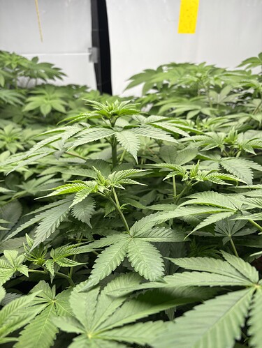 Growreport Bild 37