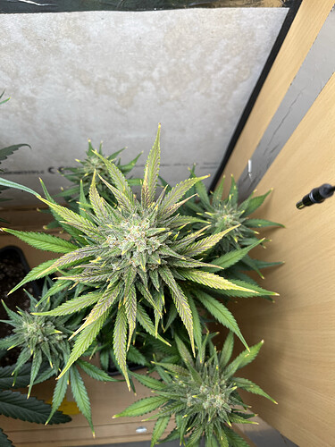 Growreport Bild 5