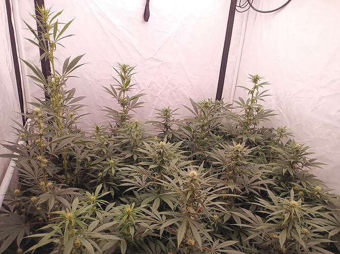 Growreport Bild 1
