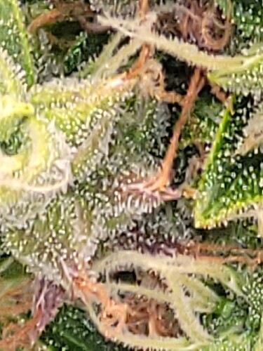 Growreport Bild 12