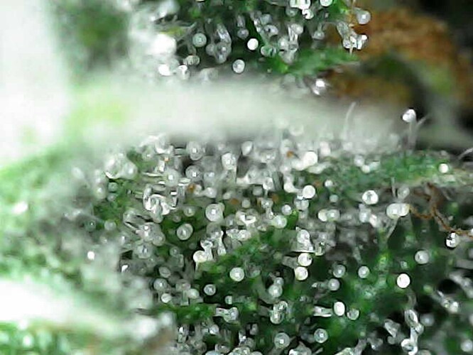 Growreport Bild 16