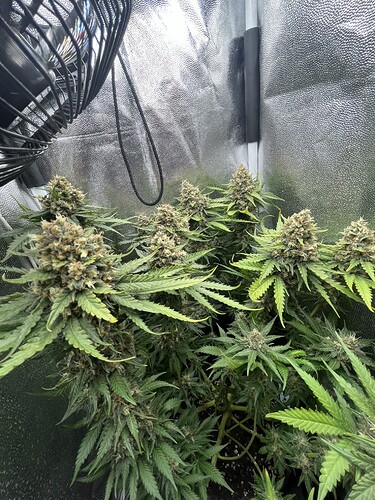 Growreport Bild 28