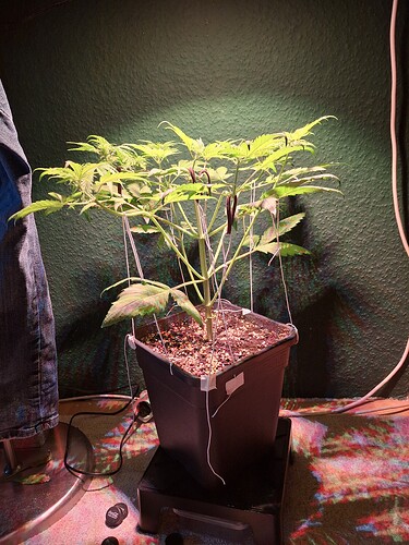 Growreport Bild 17