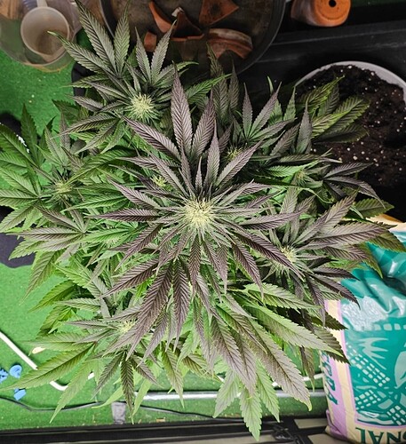 Screenshot_20241104_000244_Gallery