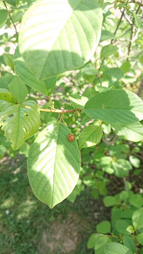 Growreport Bild 52