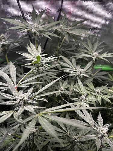 Growreport Bild 29