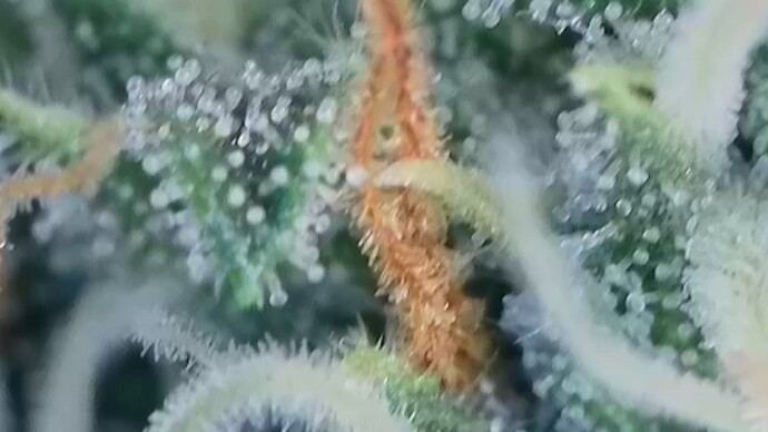 1000022350