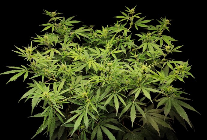 Growreport Bild 11