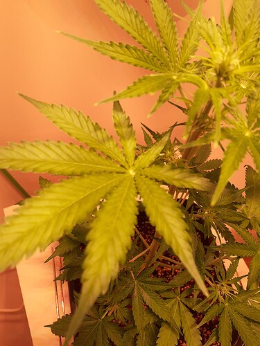 Growreport Bild 150