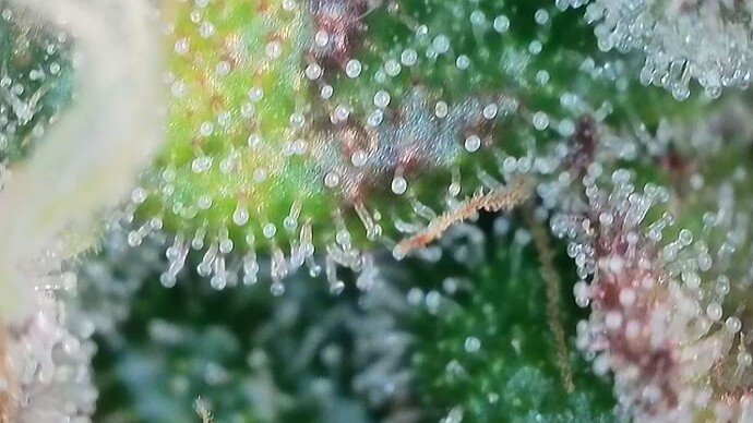 Growreport Bild 13