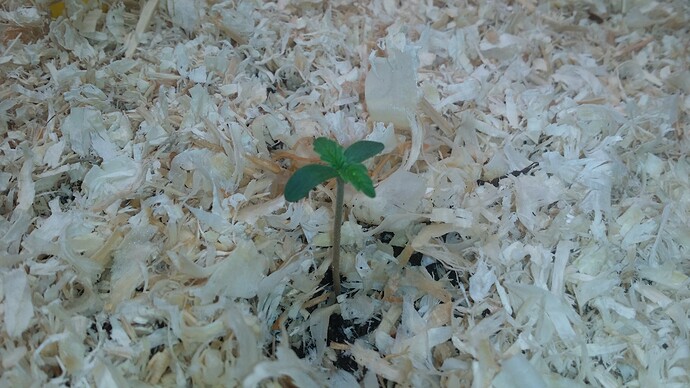 Growreport Bild 85