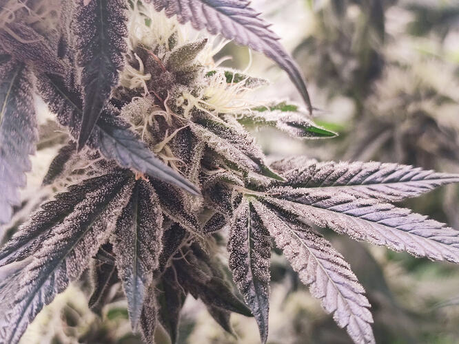Growreport Bild 10