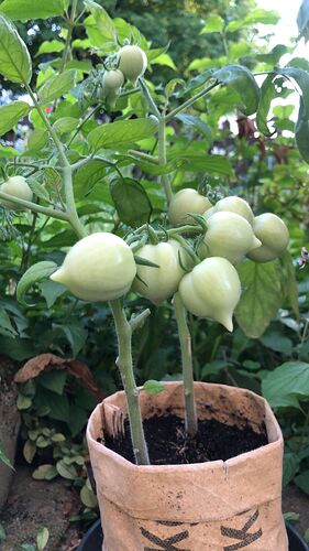 Growreport Bild 54