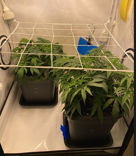 Growreport Bild 13