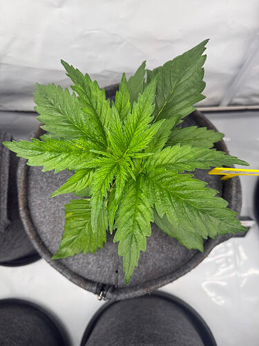 Growreport Bild 5