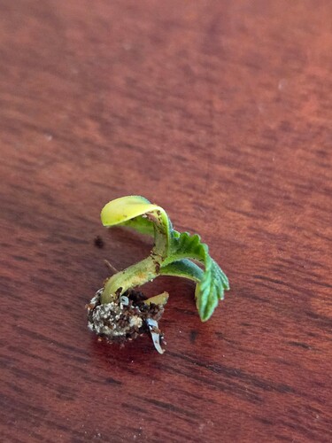 Growreport Bild 17