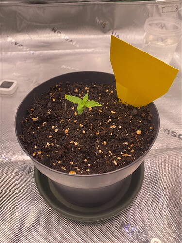 Growreport Bild 6