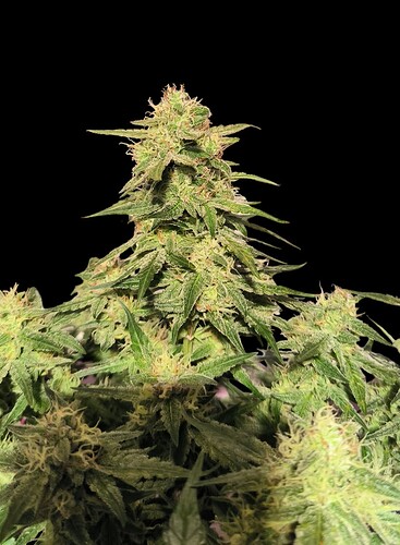 Growreport Bild 1