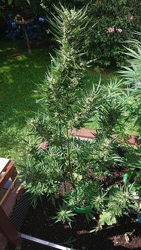 Growreport Bild 16
