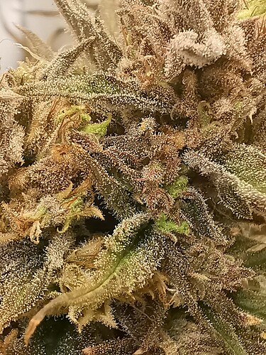 Growreport Bild 3