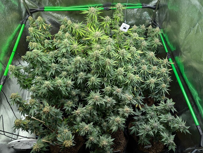 Growreport Bild 1