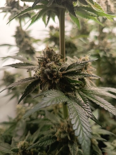 Growreport Bild 10