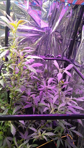 Growreport Bild 5