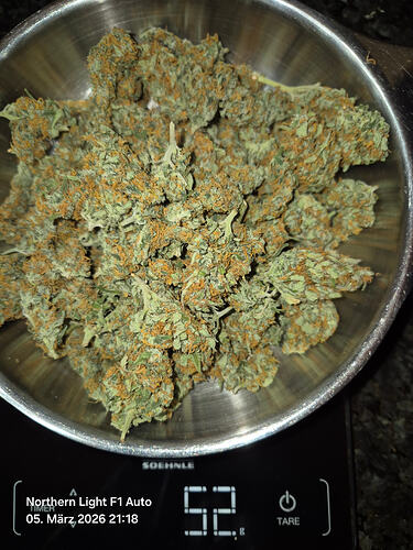 Getrocknete Cannabis-Buds der Sorte Northern Light F1 Auto in einer Metallschüssel auf einer digitalen Küchenwaage, die 52 Gramm anzeigt.