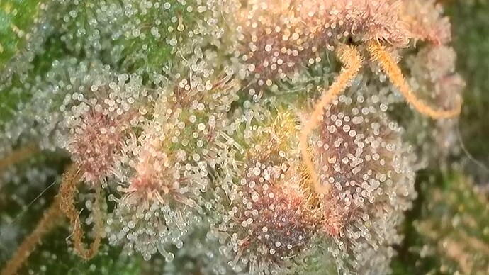 Growreport Bild 11