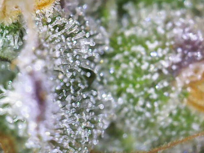 Growreport Bild 4