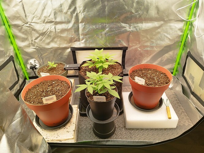 Drei junge Cannabispflanzen in verschiedenen Töpfen in einem Growzelt. Eine Pflanze ist noch sehr klein, die anderen beiden sind bereits etwas größer und haben mehrere Blätter.