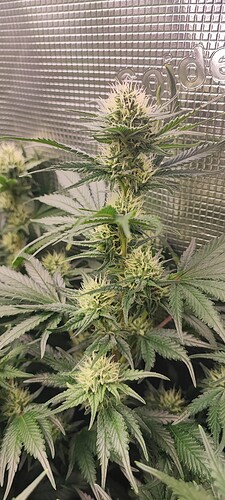 Growreport Bild 18
