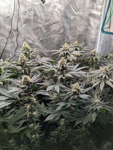 Growreport Bild 1
