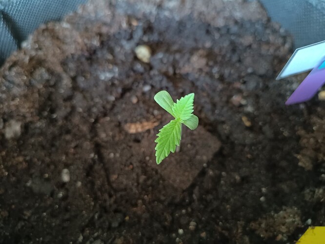 IMG_20240425_112532171_HDR