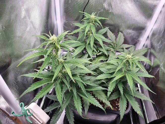 Growreport Bild 19