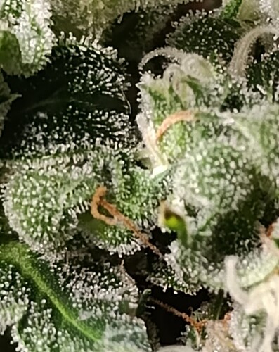 Growreport Bild 11