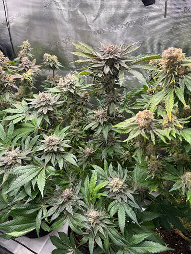 Growreport Bild 18