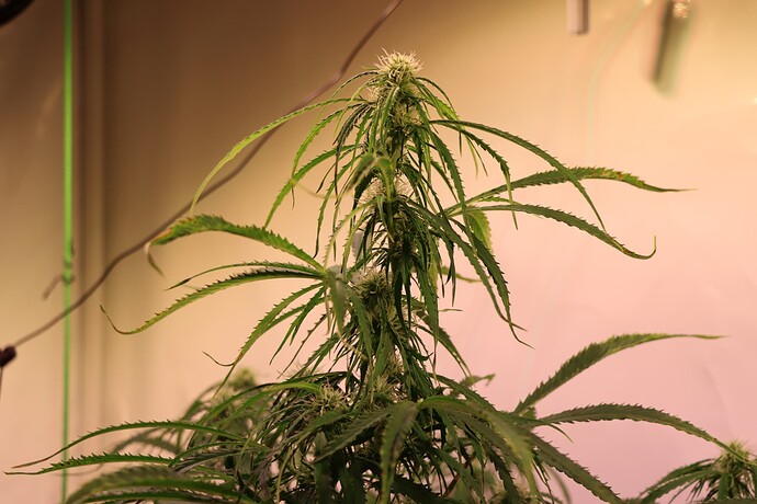 Growreport Bild 6