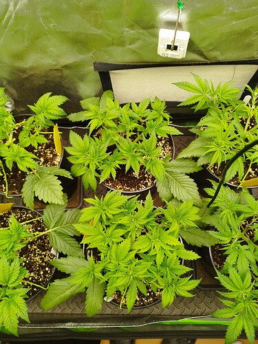 Growreport Bild 10