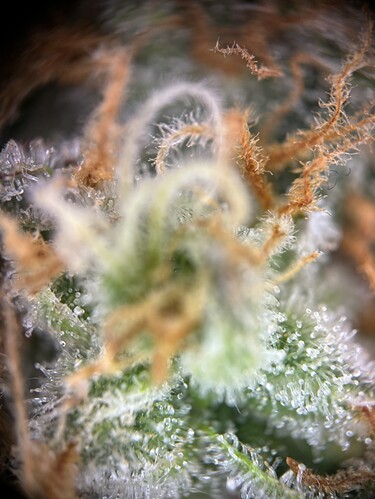 Growreport Bild 20