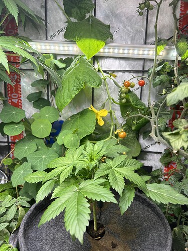 Growreport Bild 3