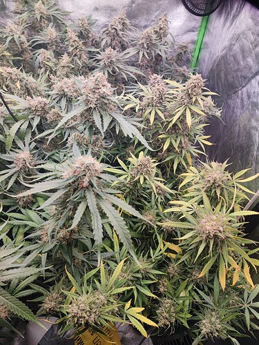 Growreport Bild 12