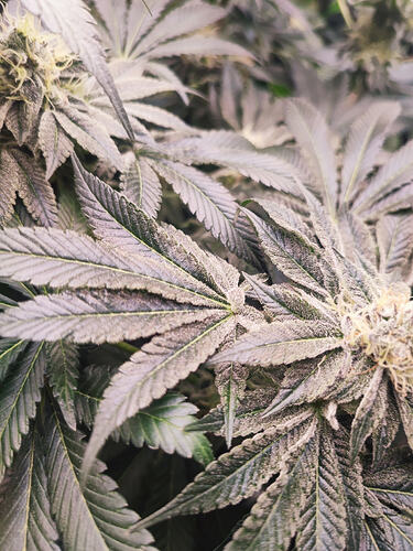 Growreport Bild 23
