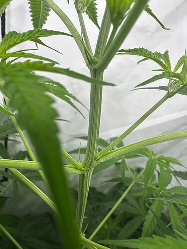 Growreport Bild 6