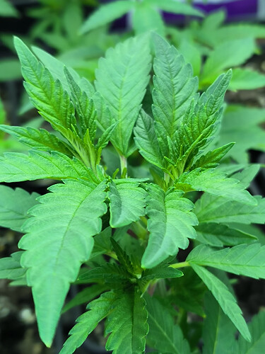 Growreport Bild 2