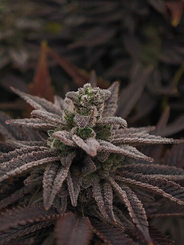 Growreport Bild 7