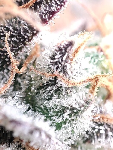 Growreport Bild 37