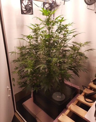 gtt11